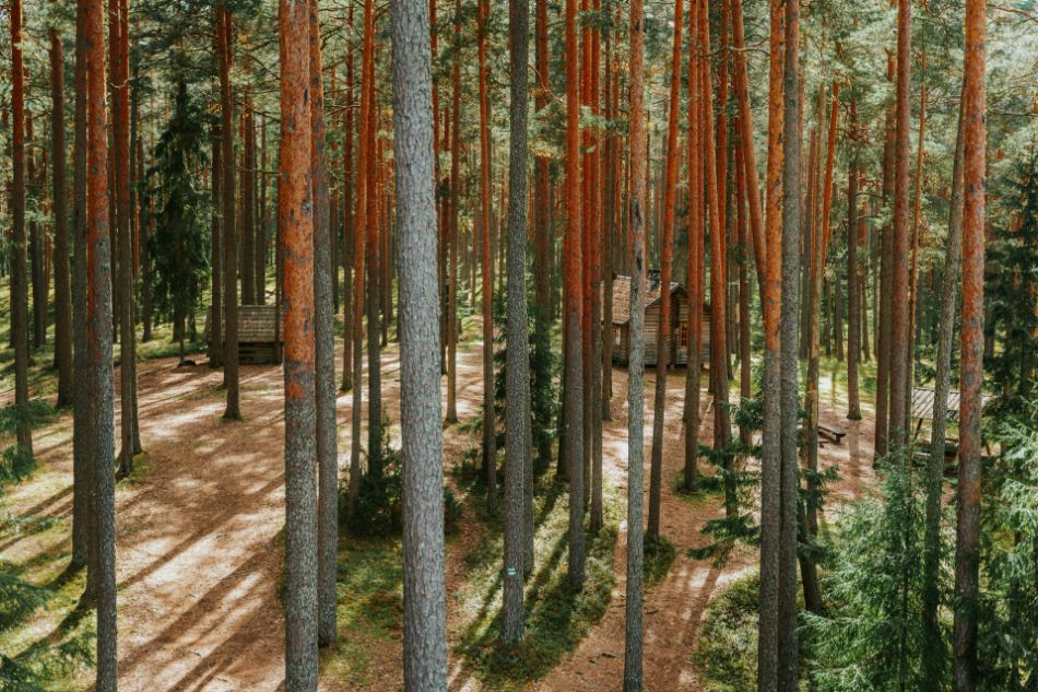 Bosco della Mesola: un patrimonio unico nel cuore della Pianura Padana